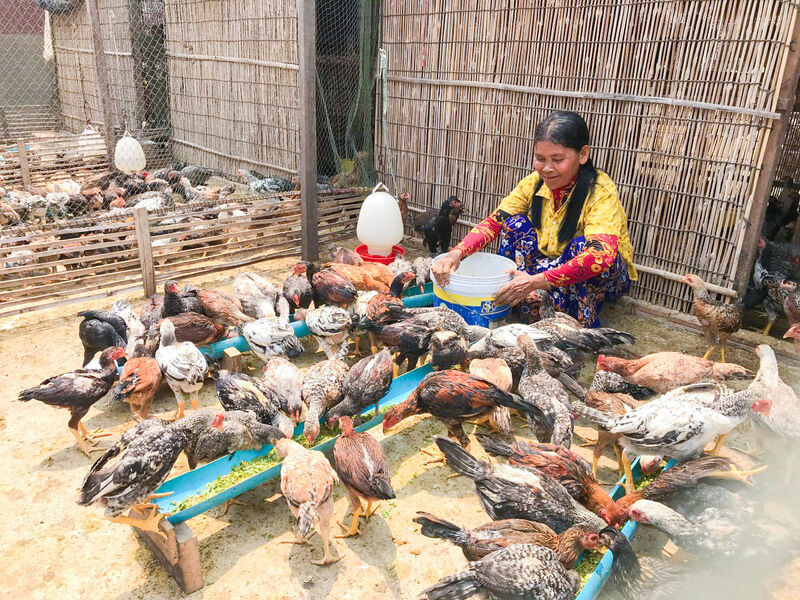 Fattening chicken producer