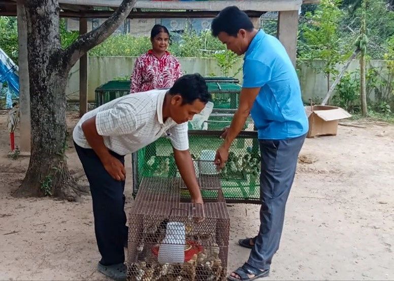 From Rice Fields to Poultry Farming: Mr. Huen's Success in Chicken Hatching
